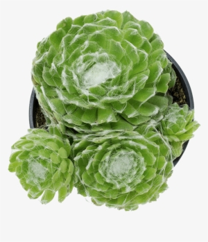 Dog Safe Succulents - Savoy Cabbage #994797