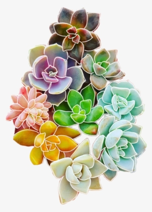 Report Abuse - Succulent Plant #994814