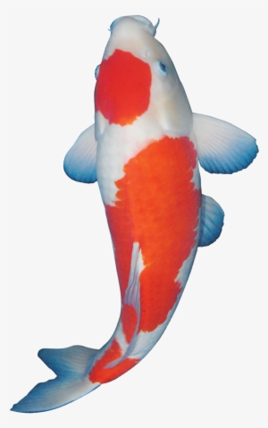 Gambar Koi Png - Koi #994848