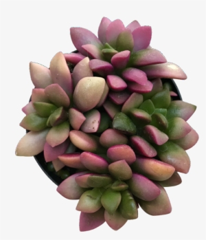 Sunrise - Succulent Plant #994849