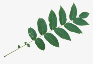 Black Walnut Leaf Png #994956