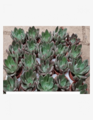 Painted Echeveria Live Succulent Plants With Plastic - Cactus #995016