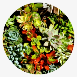 Special Occasion & Hostess Gifts - Pachyphytum #995039