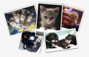 Vokra Cares For Orphaned Kittens As Young As One Day - Vancouver Orphan Kitten Rescue Association #995064