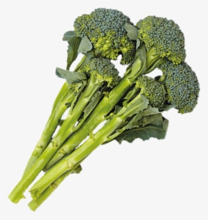 1 Cup - Broccoli #995072