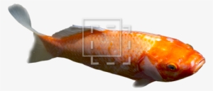 Parent Category - Koi Pond #995090