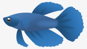 Koi Fish Png Hd Transparent Koi Fish Hd - Fish Clip Art Transparent Background #995167