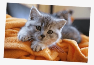 British Shorthair Kitten With Healthy Paws Kitten Insurance - Healthy Kitten #995229