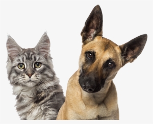 Family Member Animal Hospital - Png Puppies And Kittens #995232