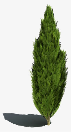 Cutout Plant Shrub Landscape Sketch, Landscape Architecture, - Photoshop Tree Cupressus #995329