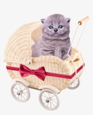 Cute Kittens Free Png - Cat #995357
