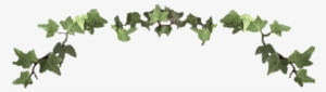 Ivy Clipart Vine - Ivy Border Transparent Png #995465