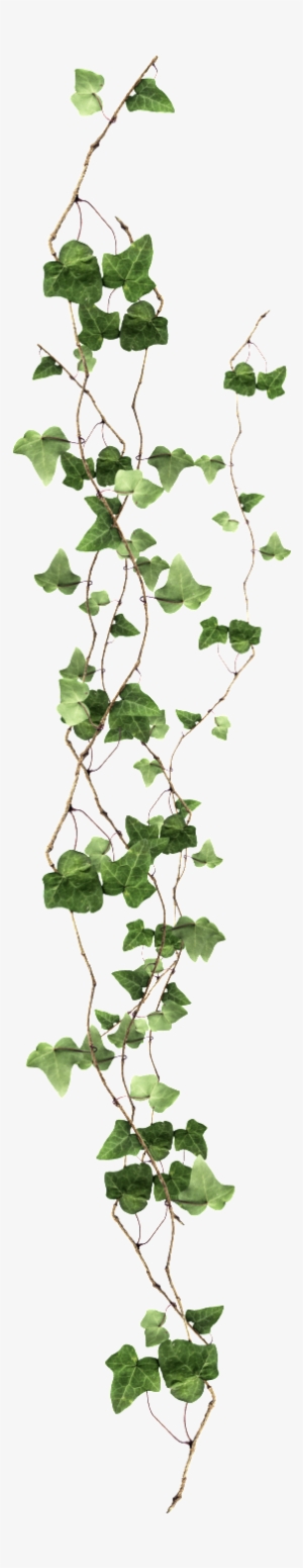 Long Vine Transparent - Ivy Png #995572 Long Vine Transparent - Ivy Png #995572