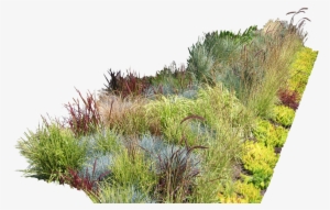 Vegetation Png #995621