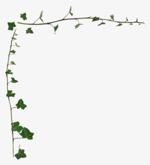 Ivy Clipart Transparent - Transparent Vine Border Png #995820