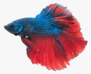 Betta Png File - Betta Fish Transparent Background #995891