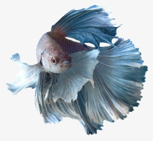 Transparent Fish Siamese Fighting - Siamese Fighting Fish Png #995940