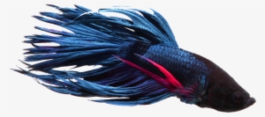 Betta #995968