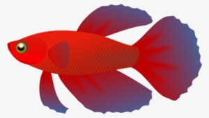 Picture Free Betta Transparent Pencil And In Color - Betta Fish Vector Png #995996