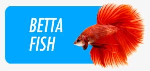 Betta Fish - Capa Do Livro A Meta #996024