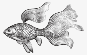 Betta Drawing At Getdrawings - Goldfish Drawing #996060