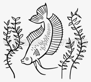 Betta Fish - Siamese Fighting Fish #996156