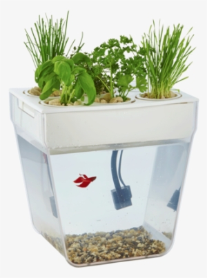 A Betta Fish Is A Great Pet For The Whole Family - Betta Fish Tanks #996206