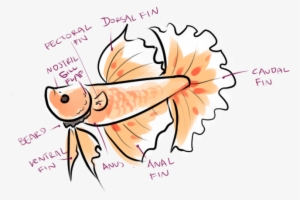 Never Keep A Male Betta Fish With Any Other Betta Fish, - Tell If Your Betta Fish #996228