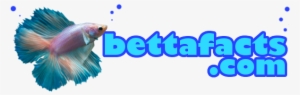 Betta Fish Facts - Betta Fish Transparent Background #996237
