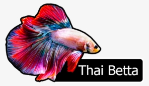 Approx Body Length - Fish #996264