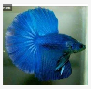 Full Moon Betta Fish, Kolhapur, Maharashtra, India - Betta Super Media Luna #996287