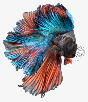 Betta Fish Bettasplendens Bettafish Blue Orange Fancy - Rudra Aquarium #996419