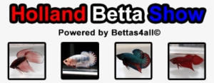 Holland Betta Show - Chore Boy #996440