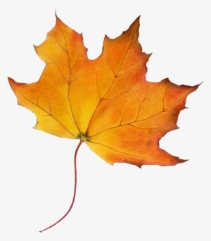 Autumn Fallautumn Leavesfalling - Maple Syrup Tree Leaf #996921
