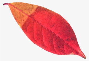 Leaf #997198