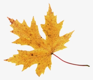 Autumn Leaf Png Image - Autumn #997354 Autumn Leaf Png Image - Autumn #997354
