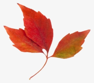 Maple Leaf Clipart Fall Leaves - Fall Leaves Clip Art #997375