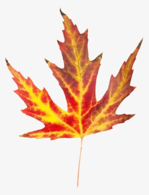 Leaves That Look Like Fire #997513