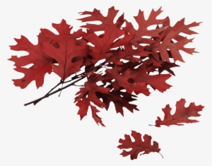 Free Png Autumn Leaf Png Images Transparent - Different Type Of Oak Trees #997617