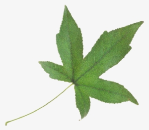 Falling Green Leaves Png Pic - Fall Leaves Green Png #997675