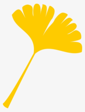 Maidenhair Tree Autumn Leaf Color Yellow - Yellow Ginkgo Leaf Clipart #997789