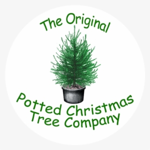 The Original Potted Christmas Tree Company - Paws4critters We Woof You A Square Sticker 3" X 3" #999092