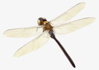 Free Png Download Dragonfly Clipart Png Photo Png Images - Dragon Fly Transparent Background #9900990