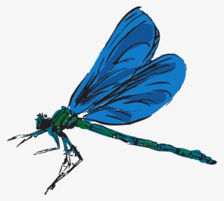 Dragonfly Flying Wings Insect - Dragonfly Clipart Gif #9901029
