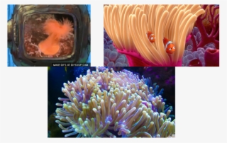 All It Has Is Something Called A Nerve Net Which Is - Marine Biology #9901513