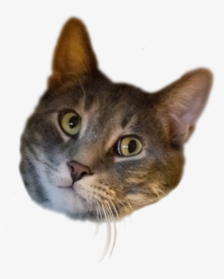 Here Is My Cat's Head, Transparent - Domestic Short-haired Cat #9901903