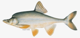 Humpback Chub - Colorado River Humpback Chub #9902245