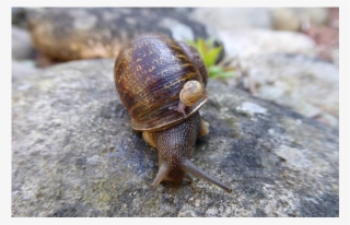 960 X 400 3 - Snail Out Of Shell #9903225