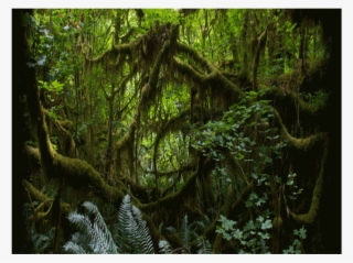 Animated Scrolling Text Over Slide - Animated Rain Forest Back Ground #9905170