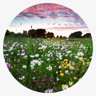 Wild Flower Turf - Līgo Svētki #9905538